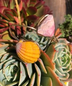 Caitlin Ross-Odom Gold Sunrise Shell Wrap Jewelry