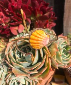 Caitlin Ross-Odom Gold Sunrise Shell Wrap Jewelry